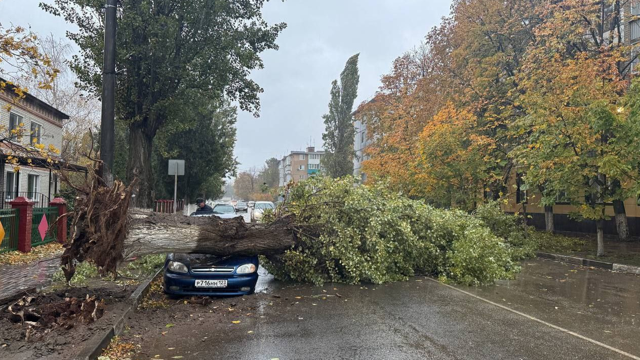 В Кропоткине дерево раздавило машину