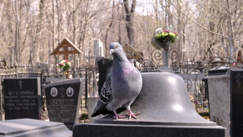 В Краснодарском крае жена устроила могилу для  мужа во дворе дома