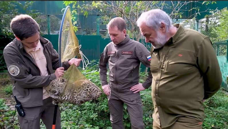 Трёхмесячному леопарду в Сочи сделали прививку «от человека»