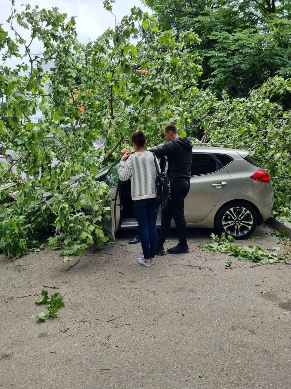 Почти полсотни деревьев повалил ураганный ветер в Краснодаре