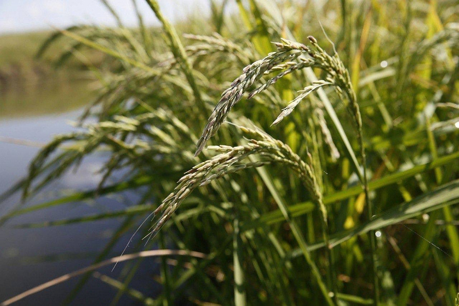 На Кубани вырастут около 120 тыс. га полей риса